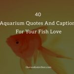 Top 40 Aquarium Quotes And Captions For Your Fish Love