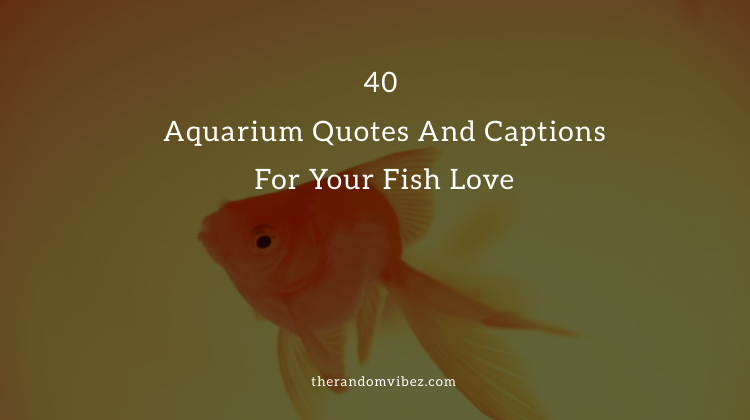 Top 40 Aquarium Quotes And Captions For Your Fish Love