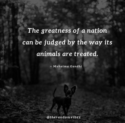 Animals Quotes Inspirational 