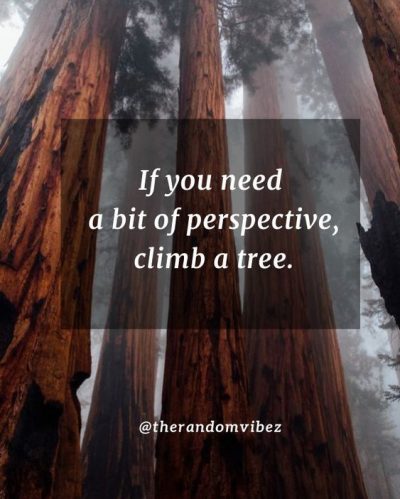 Quotes About Climb The Tree