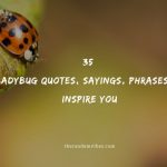 35 Ladybug Quotes, Sayings, Phrases To Inspire You