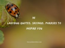 35 Ladybug Quotes, Sayings, Phrases To Inspire You