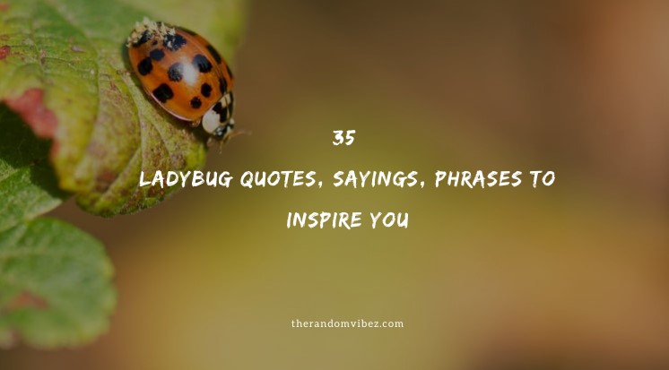 35 Ladybug Quotes, Sayings, Phrases To Inspire You