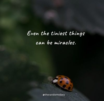 Ladybug Quotes Inspirational