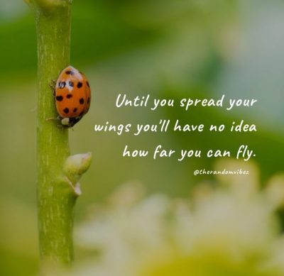 Ladybug Sayings