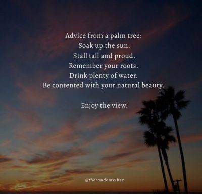 Advice Palm TRee Quote