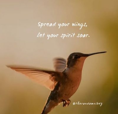 Hummingbird Quotes