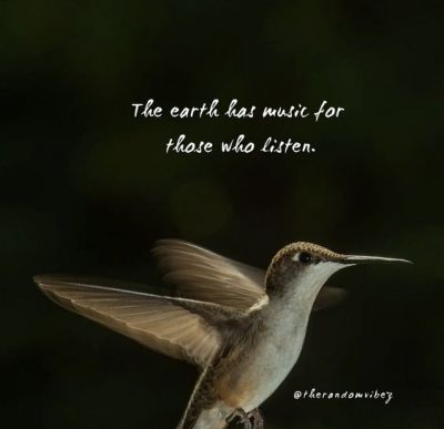 Hummingbird Quotes Images