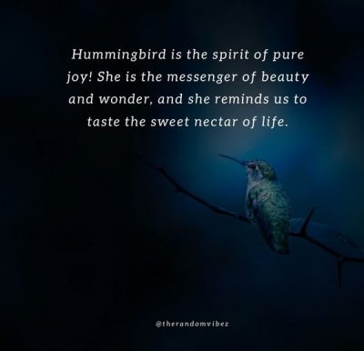 Hummingbird Quotes Photos