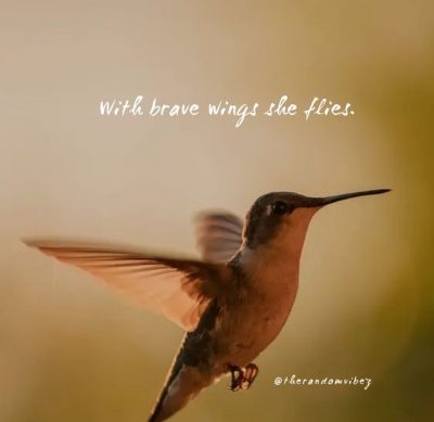 Hummingbird Sayings