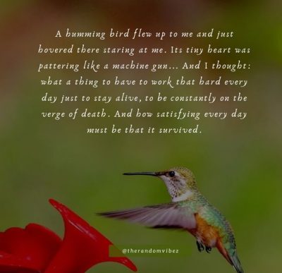 Inspirational Hummingbird Quotes