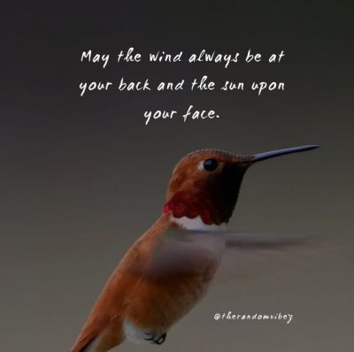 Life Hummingbird Quotes