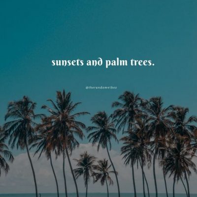 Palm Tree Captions Instagram