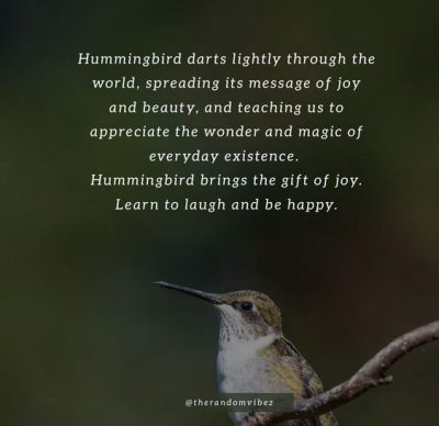 Quotes About Hummingbird