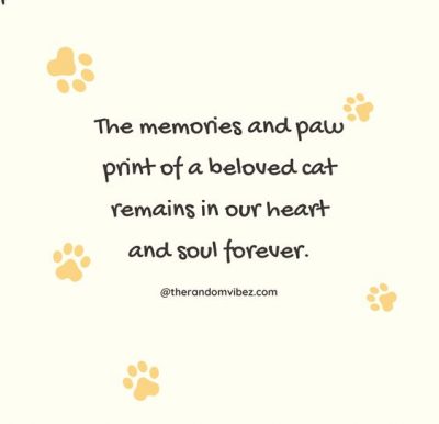 Cat Sympathy Quotes