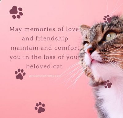 Pet Loss Quotes Cat