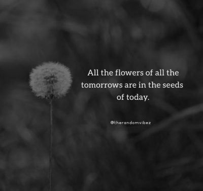 Dandelion Sayings Images