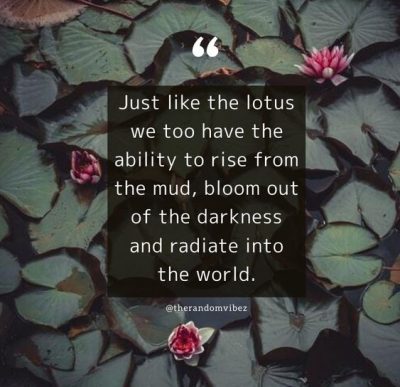 Inspirational Lotus Flower Quotes