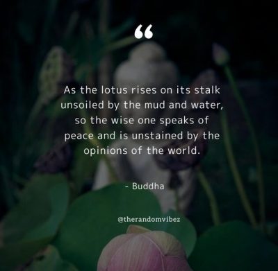 Lotus Flower Quotes Buddha