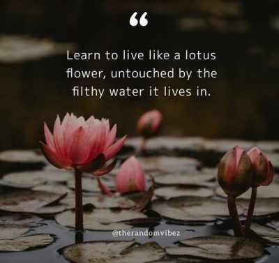 Lotus Flower Sayings