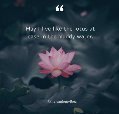 Lotus Quotes