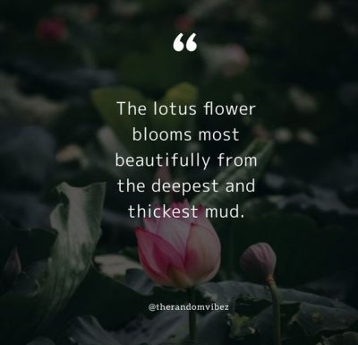 Quotes About Lotus Flower