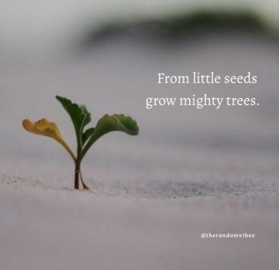Quotes About Planting Seeds