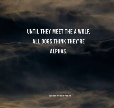 Funny Alpha Male Quotes