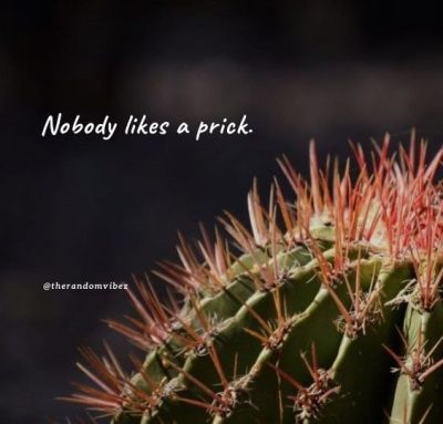 Funny Cactus Quotes