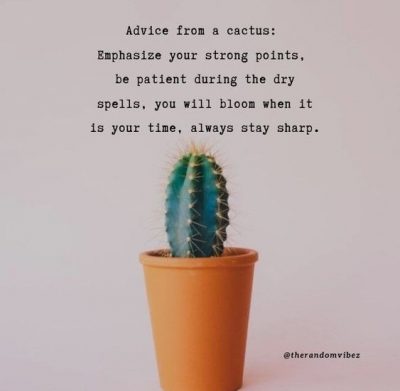 inspirational cactus quotes