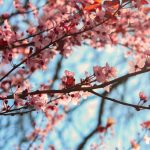 70 Cherry Blossom Quotes To Inspire You In Love and Life