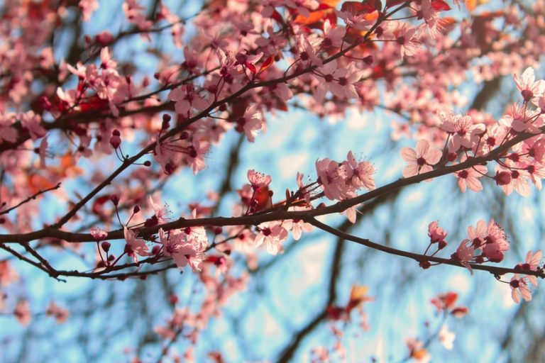 70 Cherry Blossom Quotes To Inspire You In Love and Life