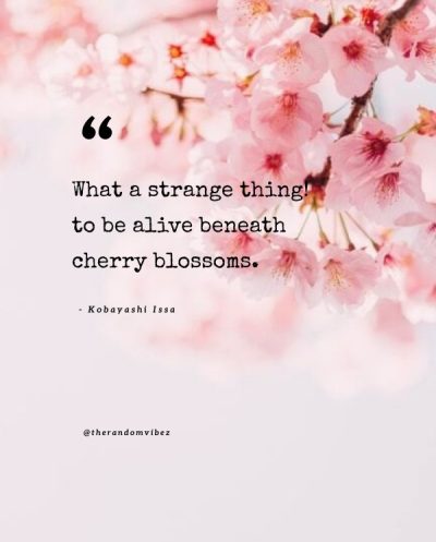 cherry blossom captions