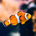 Funny Fish Jokes, Puns And Riddles For Kids And Adults