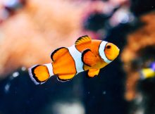 Funny Fish Jokes, Puns And Riddles For Kids And Adults