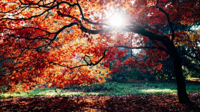 70 Best Autumn Love Quotes For The Fall Season
