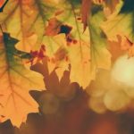 80 Fall Leaves Quotes For The Beautiful Autumn Season