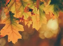 80 Fall Leaves Quotes For The Beautiful Autumn Season