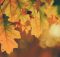 80 Fall Leaves Quotes For The Beautiful Autumn Season