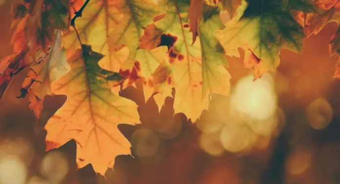 80 Fall Leaves Quotes For The Beautiful Autumn Season