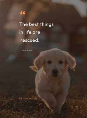 Rescue Shelter Dog Quotes