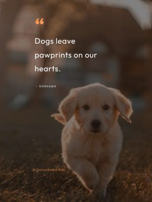 best rescue dog quotes images