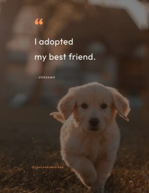 dog adoption quotes