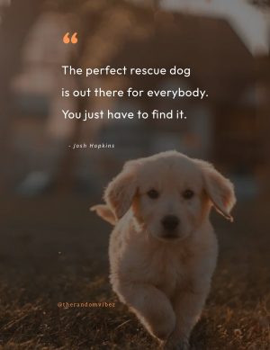 dog rescue quotes