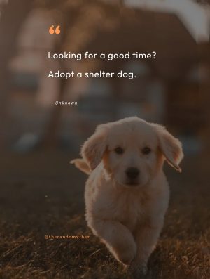 quotes about rescue dogs