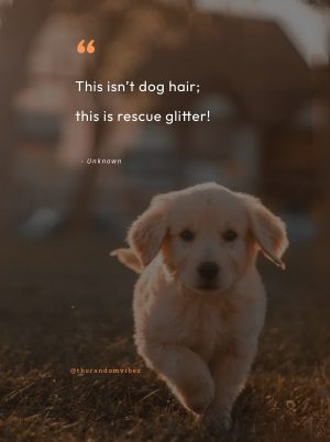 quotes about rescuing dogs
