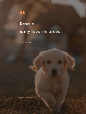 rescue dog captions for instagram