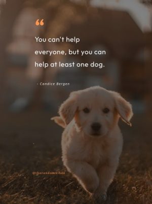 rescue dog quote