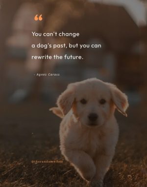 rescue dog quotes