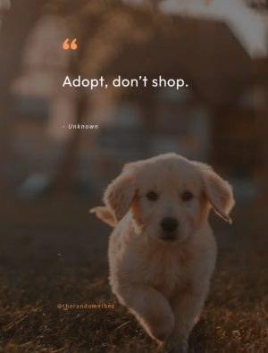 rescue dog quotes pictures